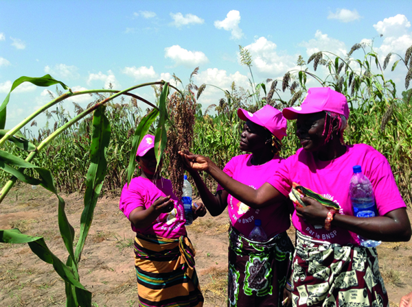 Im Rahmen des DEZA-Projekts im Süden des Tschads überprüfen diese Bäuerinnen die Qualität des Samens. © Mahamat Guihini Dadi/DEZA